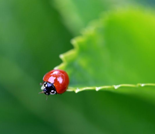 Divulgação/Jorge Carneti