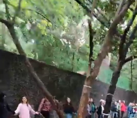 Moradores se unem em “abraço” ao Bosque dos Salesianos