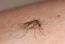 Em 2024, mais de 16 mil contraíram dengue na região