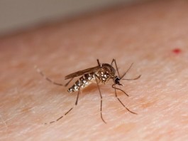 Em 2024, mais de 16 mil contraíram dengue na região