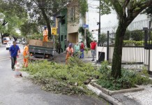 Contratação de empresa para serviço de manejo arbóreo ainda não está definida