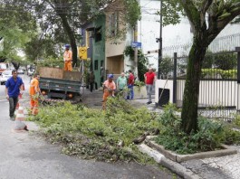 Contratação de empresa para serviço de manejo arbóreo ainda não está definida