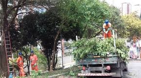 Subprefeito destrava licitação de manejo arbóreo parada no TCM