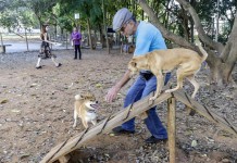 Região possui várias áreas públicas para socialização entre cães