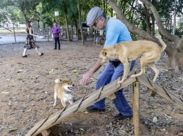 Região possui várias áreas públicas para socialização entre cães