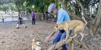 Região possui várias áreas públicas para socialização entre cães