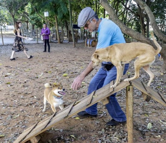Região possui várias áreas públicas para socialização entre cães