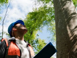 Após destravar licitação, Sub tem verba para contratar apenas três equipes de manejo arbóreo