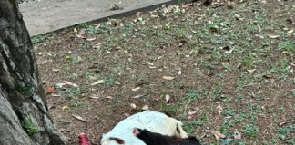 Moradores do Alto da Lapa denunciam aumento de sacrifício de animais em praças