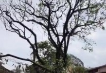 TEMPESTADE:  Sub Lapa contabiliza 66 ocorrências de queda de árvores