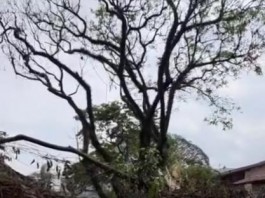 TEMPESTADE:  Sub Lapa contabiliza 66 ocorrências de queda de árvores