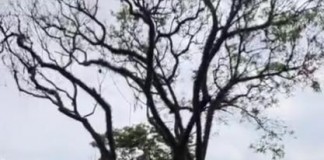 TEMPESTADE:  Sub Lapa contabiliza 66 ocorrências de queda de árvores