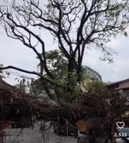 TEMPESTADE:  Sub Lapa contabiliza 66 ocorrências de queda de árvores