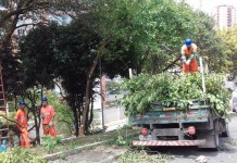 Sub Lapa aumenta equipes de poda e limpeza