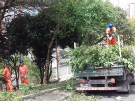 Sub Lapa aumenta equipes de poda e limpeza Sub Lapa aumenta equipes de poda e limpeza