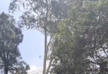 BOSQUE DOS SALESIANOS Amocity questiona assinatura de Termo de Compromisso sem participação do MP BOSQUE DOS SALESIANOS Amocity questiona assinatura de Termo de Compromisso sem participação do MP