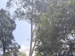 BOSQUE DOS SALESIANOS  Amocity questiona assinatura de Termo de Compromisso sem participação do MP