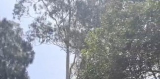 BOSQUE DOS SALESIANOS  Amocity questiona assinatura de Termo de Compromisso sem participação do MP