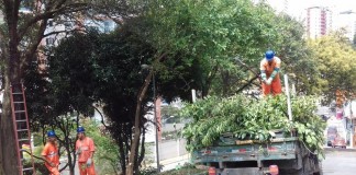 Prefeitura divulga balanço de corte e plantio de árvores na área da Sub Lapa