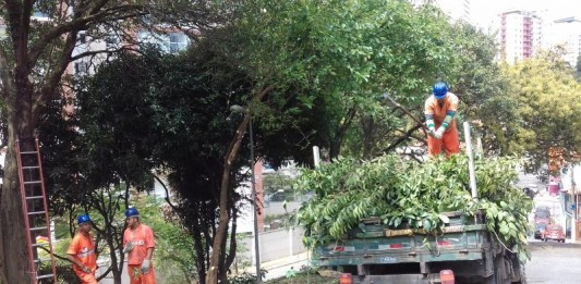 Prefeitura divulga balanço de corte e plantio de árvores na área da Sub Lapa