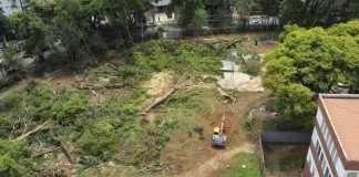 BOSQUE DOS SLESIANOS  Tribunal de Justiça determina paralisação de corte de árvores