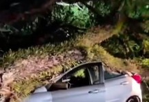 VENDAVAL  Balanço da subprefeitura contabiliza mais de 40 árvores caídas na região