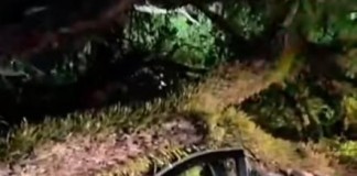 VENDAVAL  Balanço da subprefeitura contabiliza mais de 40 árvores caídas na região