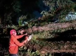 VENDAVAL  Lapa teve vento recorde entre as regiões da cidade durante ciclone, segundo CGE