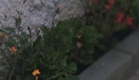 BOSQUE DOS SALESIANOS  Moradores denunciam mortes de saruês com desmatamento