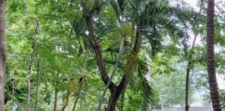 Sub Lapa faz serviços de conservação na Praça Emílio Pasetti