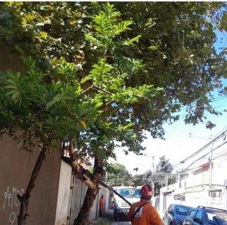 Aumentam as queixas sobre serviços de poda de árvores e capinação