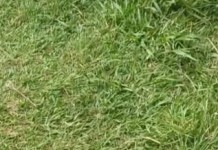 Comitê de Usuários da Praça Nova Lapa quer plano de manutenção do local