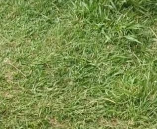 Comitê de Usuários da Praça Nova Lapa quer plano de manutenção do local