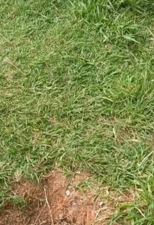 Comitê de Usuários da Praça Nova Lapa quer plano de manutenção do local